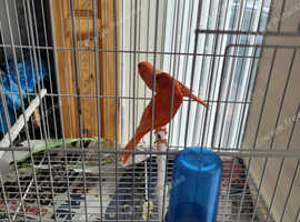 Red factor canaries