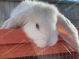 One female giant French lop white with grey on the face and on the tail