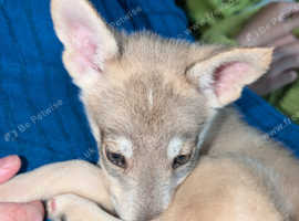 16 week old agouti husky x northern inuit puppy