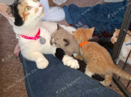 Kittens for sale