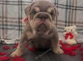 ** ready now last girl left **English bulldog puppies