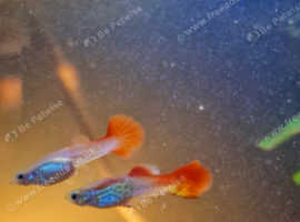 Sunset Guppies