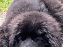 Kc reg 5 month female Newfoundland