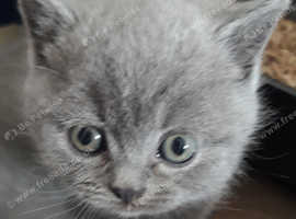British Shorthairs