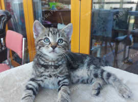 Male Tabby Kitten