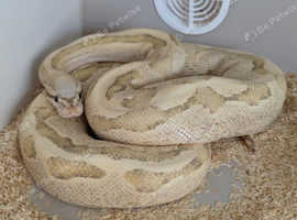 Adult Vanilla Cream Royal Python