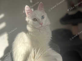Turkish angora