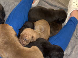Cane corsos puppies for sale