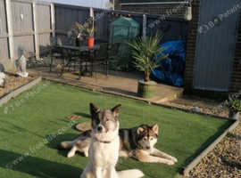 Husky x