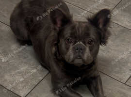 Fluffy frenchie girl for rehome