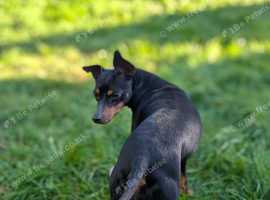 English Toy Terrier
