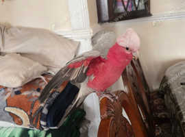 Gala Parrot