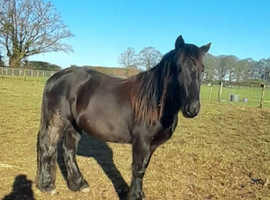 3 years old Fell gelding