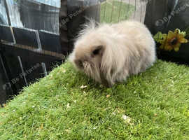 Baby mini lion lop rabbits *READY NOW*