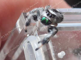 P Regius Jumping Spiders