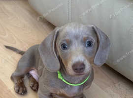 PRA clear KC reg Miniature Dachsund