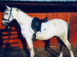 REDUCED Beautiful PRE gelding