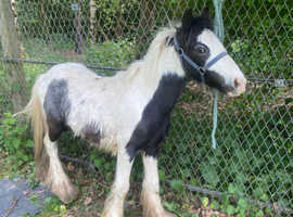 Dave the cob  9 months old