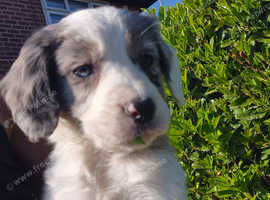 Cocker spaniel cross Border collie