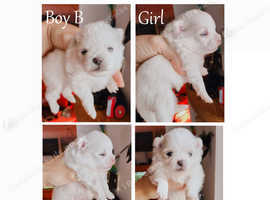 White Pomeranian teddy bear puppies