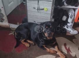 2 years old rottweiler femail