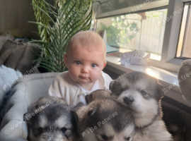 KC Registered Champion Alaskan Malamute puppies
