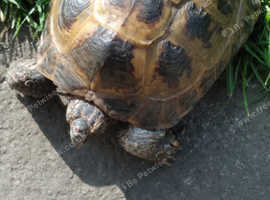 Male Horsefield tortoise.