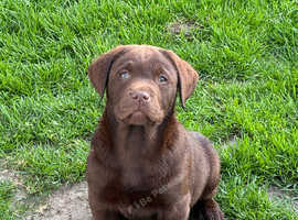 Kc registered Labrador puppies