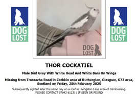 Missing cockatiel