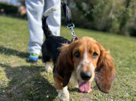 Bassett hound pup