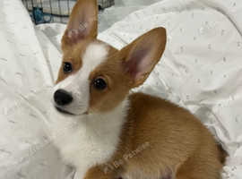 Welsh Pembroke Corgi puppy available