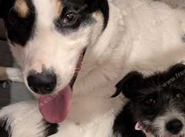 3 year old male collie