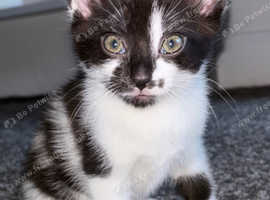 Female white and black kitten