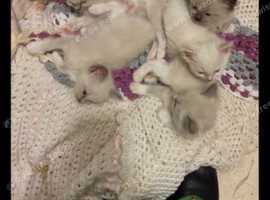 Ragdoll Kittens boys £380