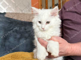 Beautiful Maine Coon Kittens - Pets Only