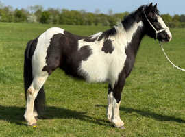 13.1 cob mare.