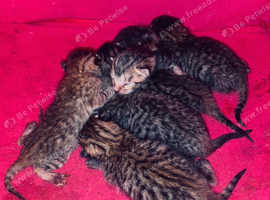 Absolutely STUNNING Egyptian Mau litter of 6 now safely arrived