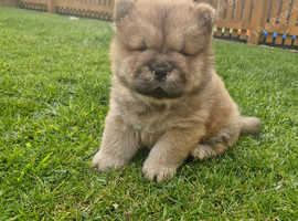 6 Stunning Chow Chow Puppies