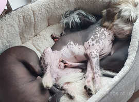 KC  Chinese crested pups