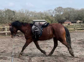 Registered New Forest Gelding by Willoway Dancing Gold