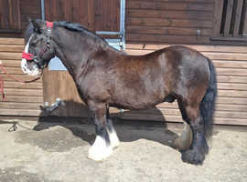 Ash 13.2hh cob gelding