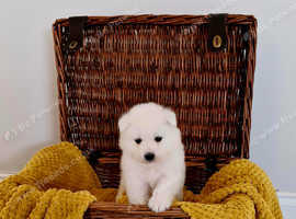 Stunning KC Samoyed pups for sale. (Last few left)