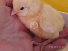 Day old rare breed Ixworth Chicks