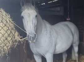 Connie cross pacer gelding