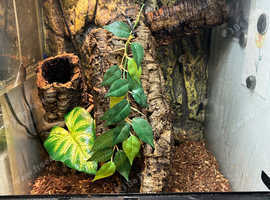 White tree frogs (6) and enclosure