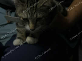 Kitten