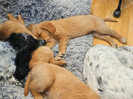 Beautiful chunky golden retrievers for sale