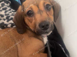 Dachshund x shihtsu