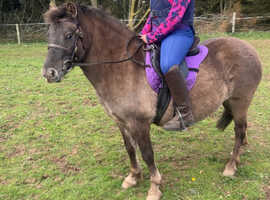 Dartmoor hill pony