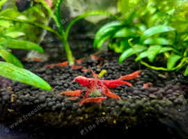Cherry shrimp